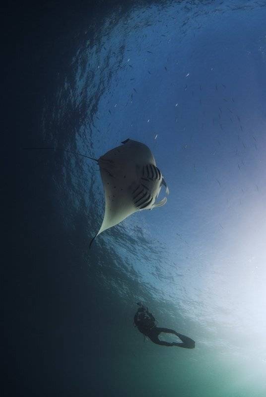 манта дайвинг палау, fotomafia