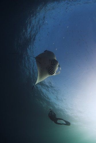 Manta's dance 2