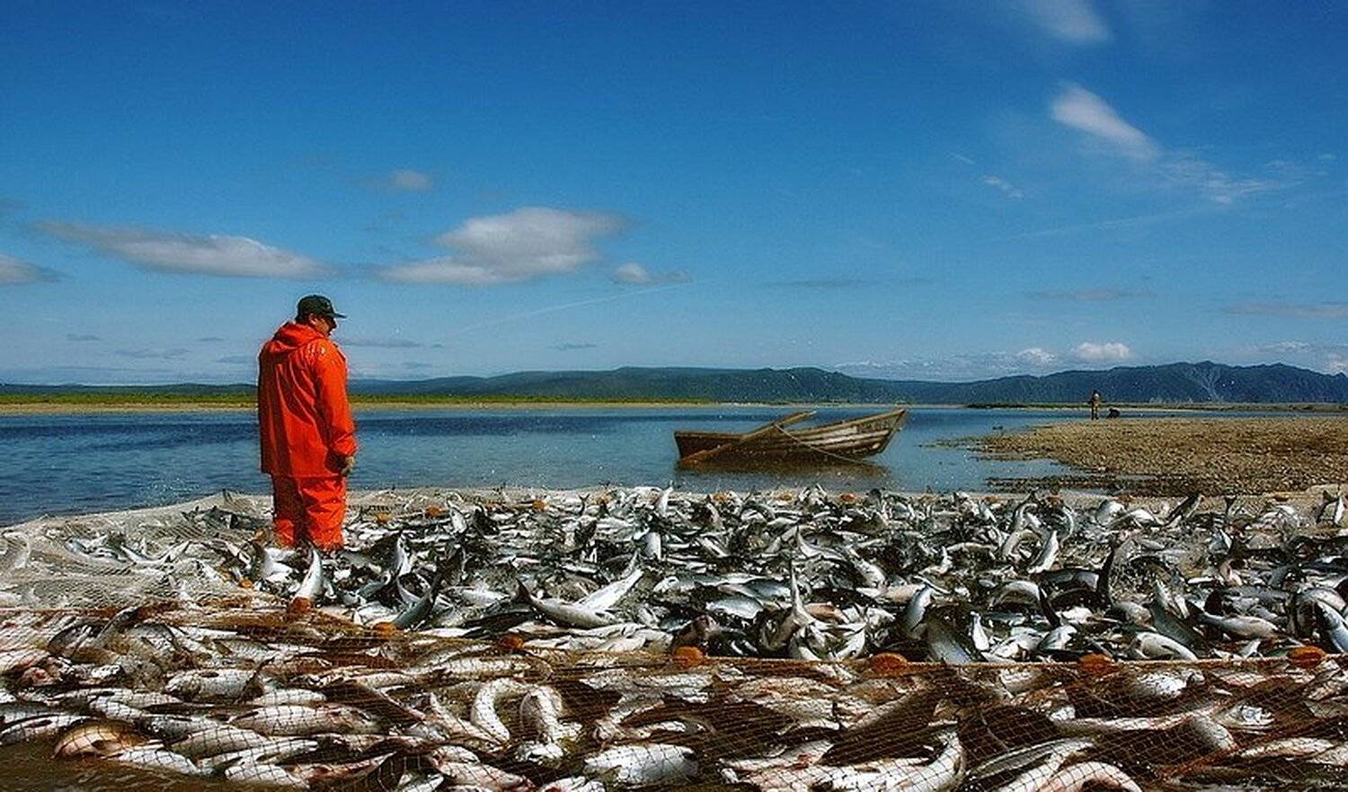 Магадан, лососевая путина, рыбалка, Sir Fisher