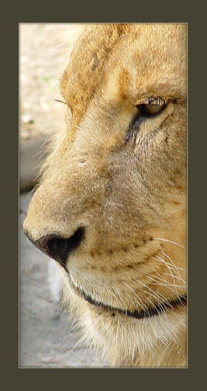 лев Лев фото превью