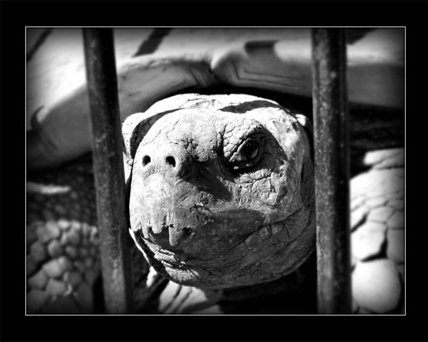 панцирь, Алексей