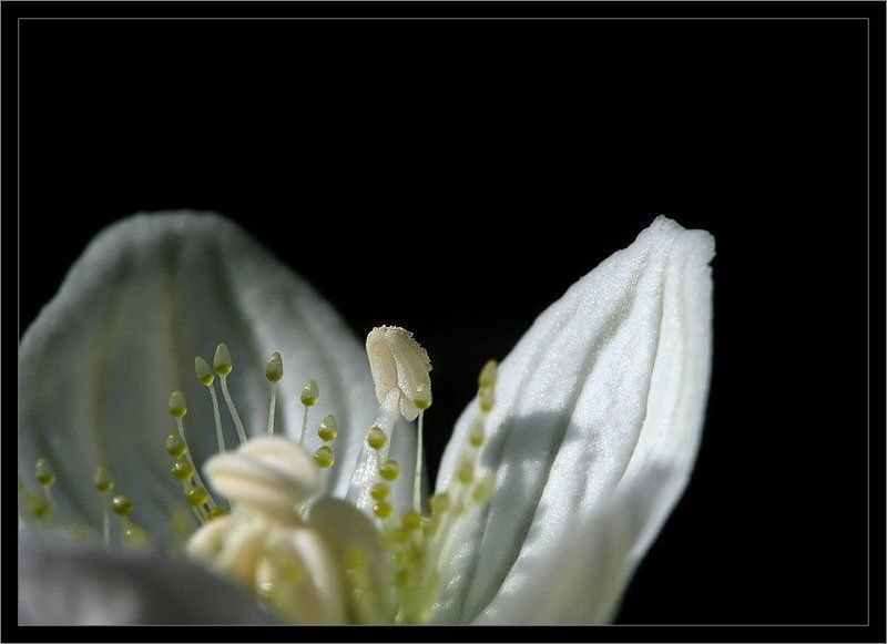 цветок фото превью