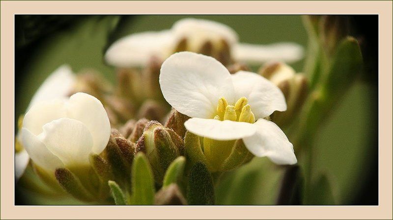 макропанорама :-) фото превью