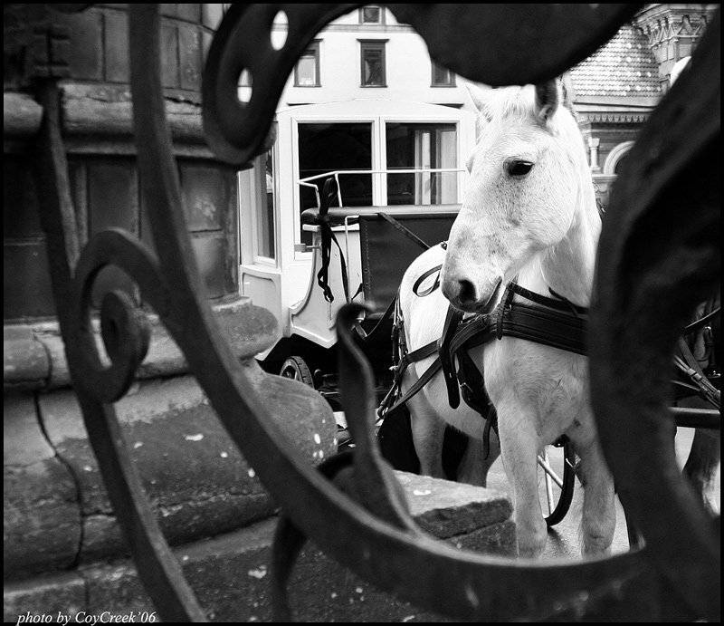 лошадь, Петрова Мария