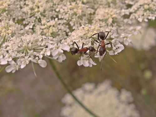 Смена караула