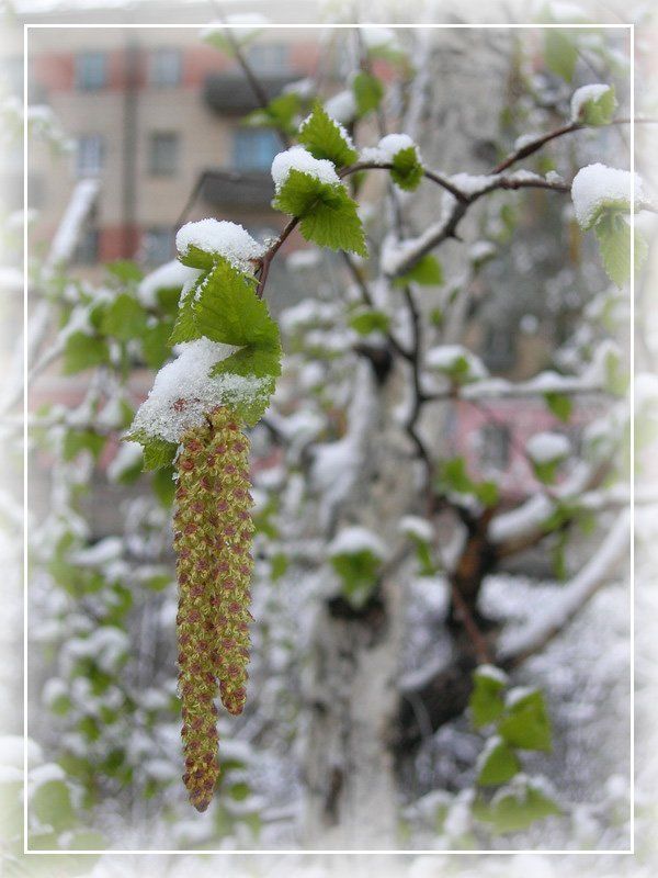 май, снег, береза майский снег фото превью
