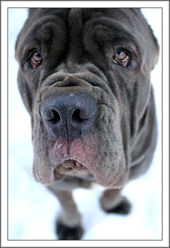 юго хтотут? фото превью