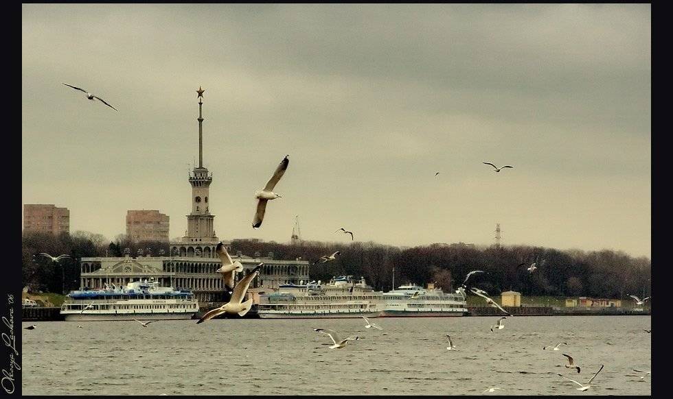москва, тушино, набережная, чайки, декабрь, Олеся Ласкова