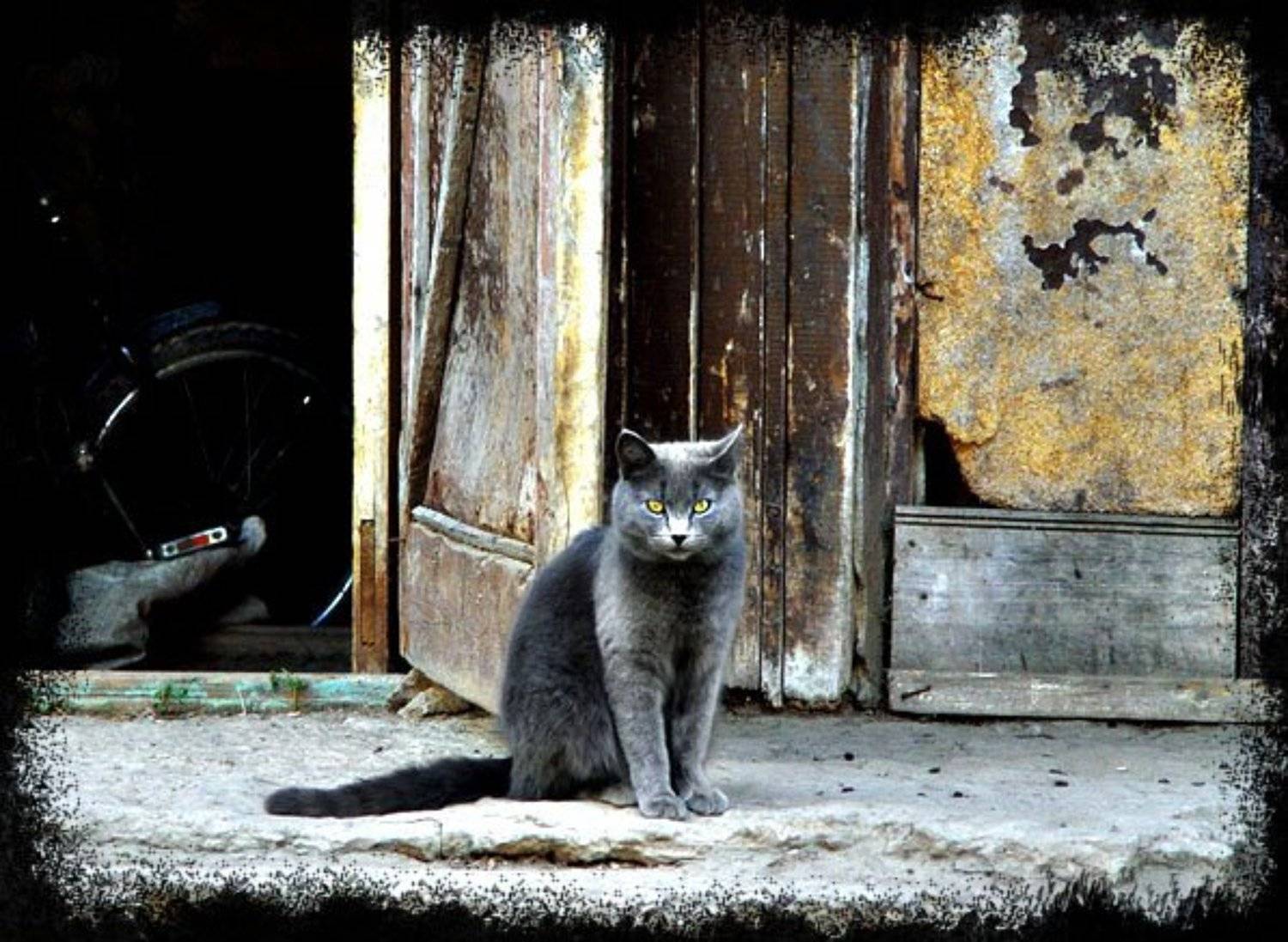 кот, Алексей