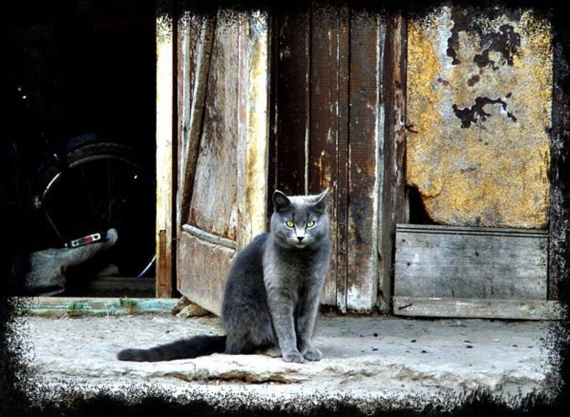 кот Матвей фото превью