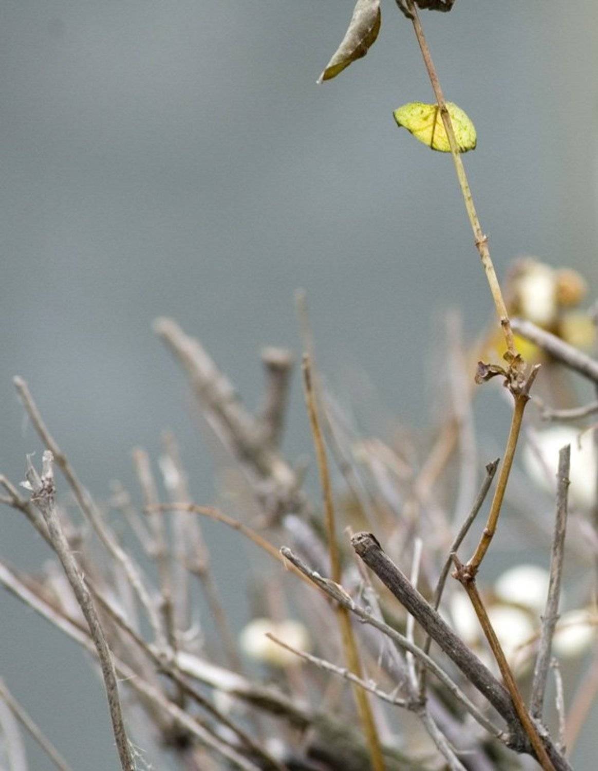 лист, декабрь, куст, Эдгар По