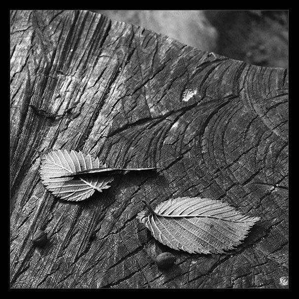 осень, листья, плоды, пень, Олеся Ласкова