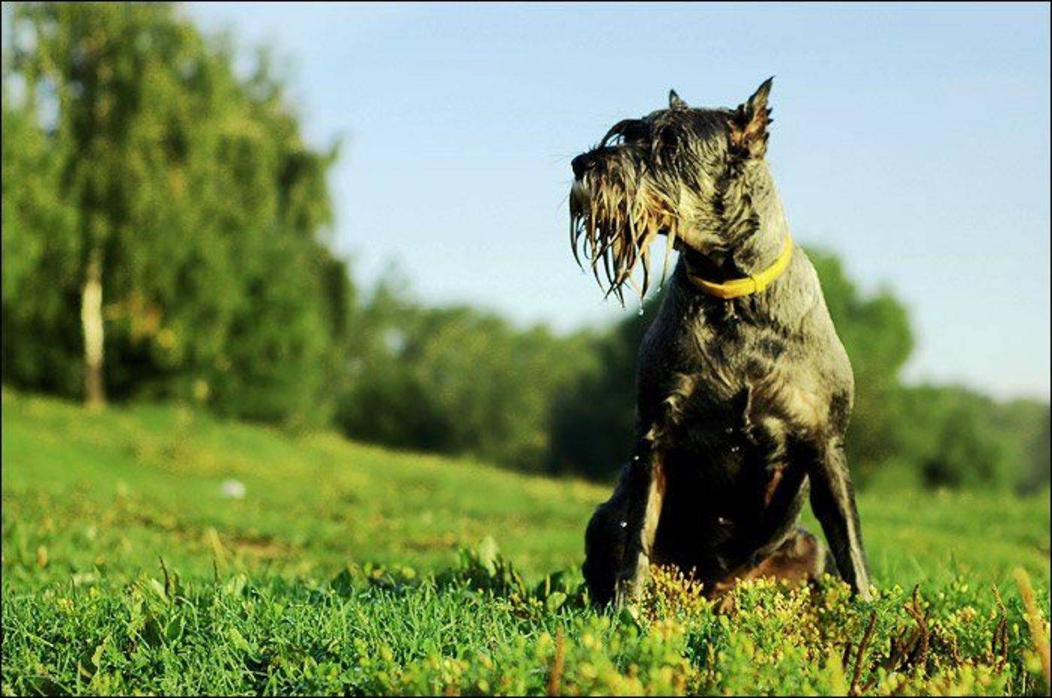 Миттель, Миттель-шнауцер, собака, Шнауцер, Валерий Кочергин