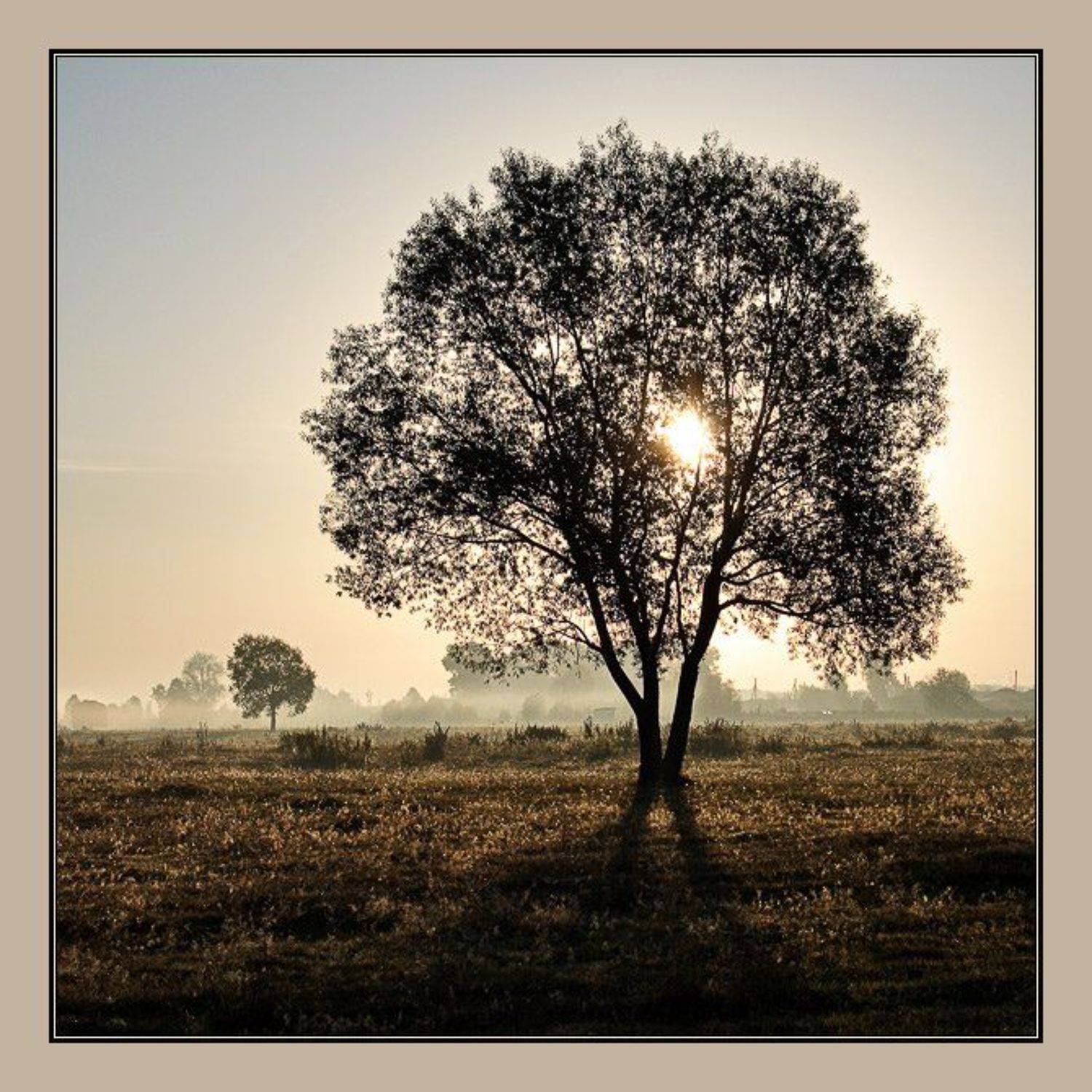 туман, утро, дерево, аня графова, PolAnna