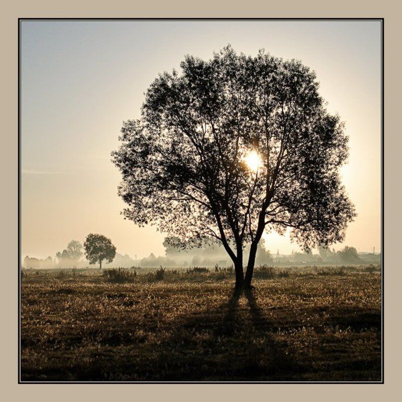 туман, утро, дерево, аня графова Дерево фото превью
