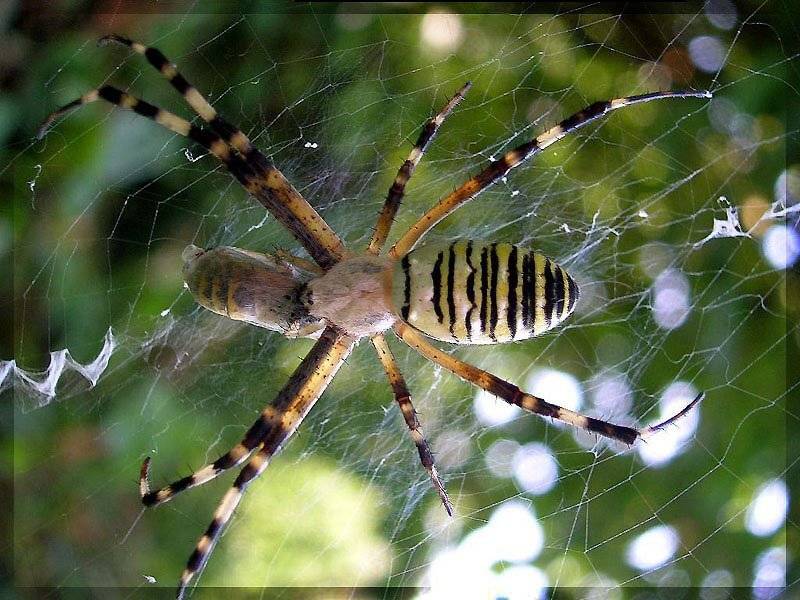 Паук, оса, хищник, жертва, обед., senjor