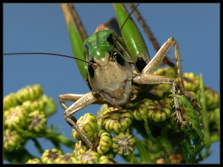 кузнечик, макро, jouris