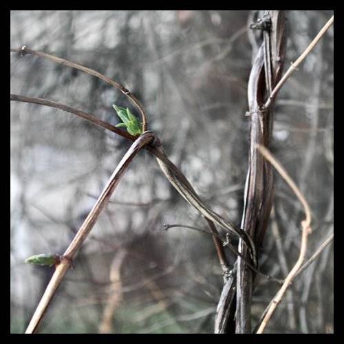 рождество, Nadia Romanova