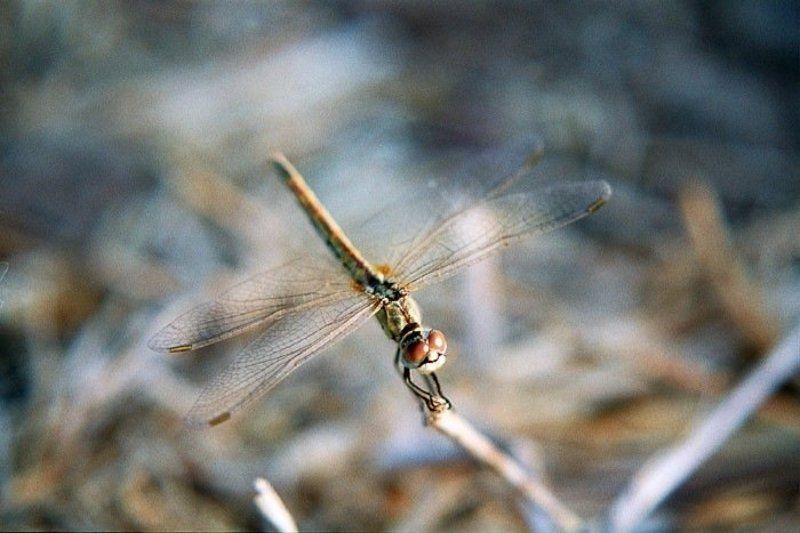 фото, стрекоза, close up #3 фото превью