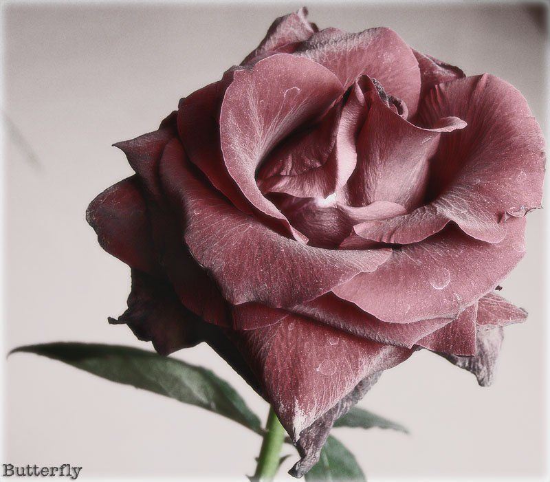 роза когда высохли капельки росы. фото превью