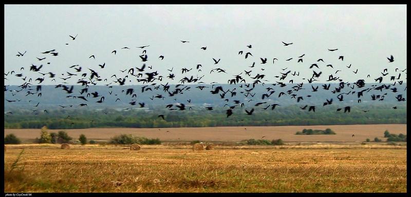 птицы Птицы фото превью