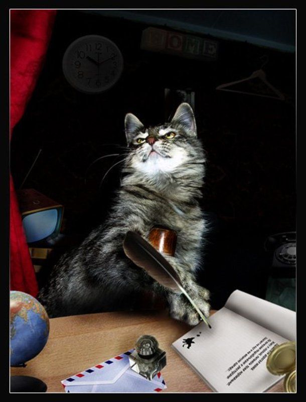 кот, наоборот, письмо Письмо домой фото превью