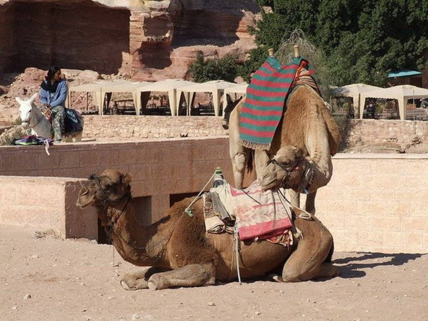 Иордания, Петра, верблюд, SVD