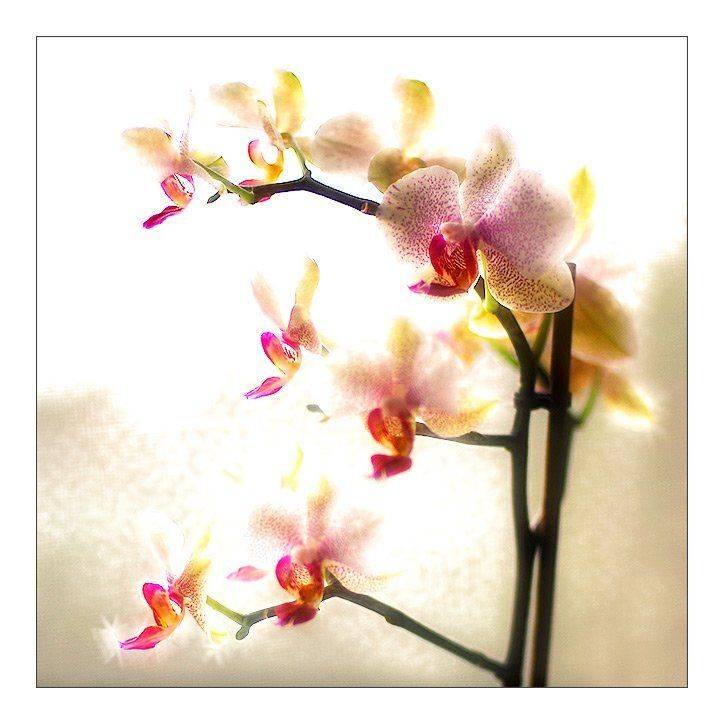 фото, природа, цветок, орхидея, фаленопсис, япония, Денис Клюев, Денис Клюев