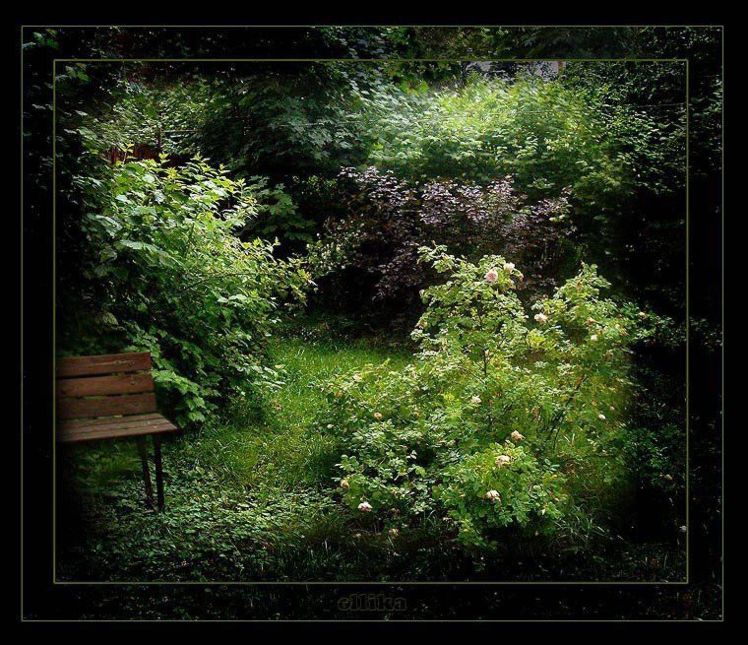 Дача, Дачно-строительный кооператив,, Ольга Дмитриева