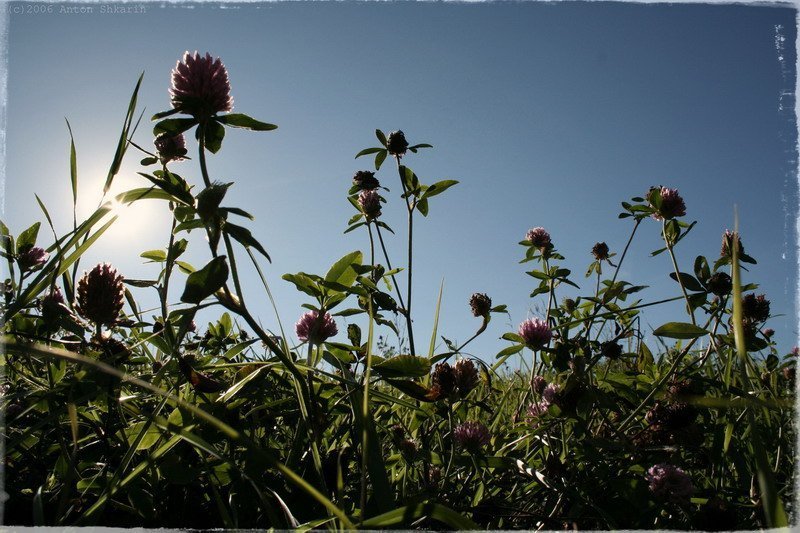 Лето фото превью