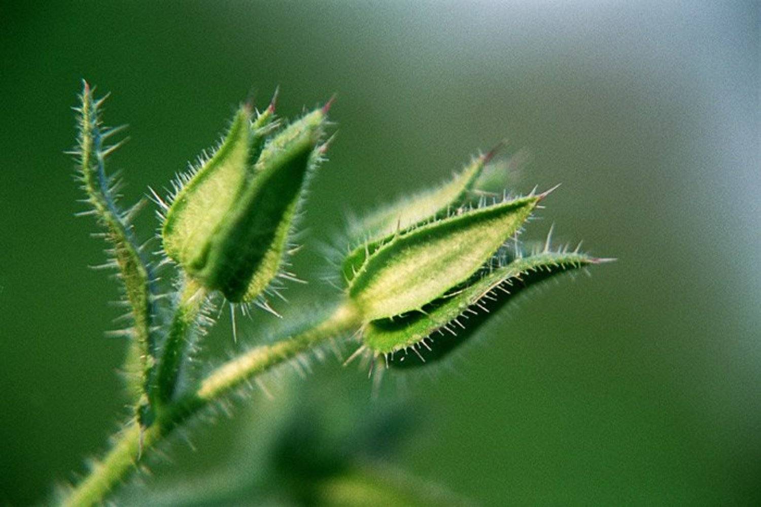 макро, трава, зелень, растения, blyum