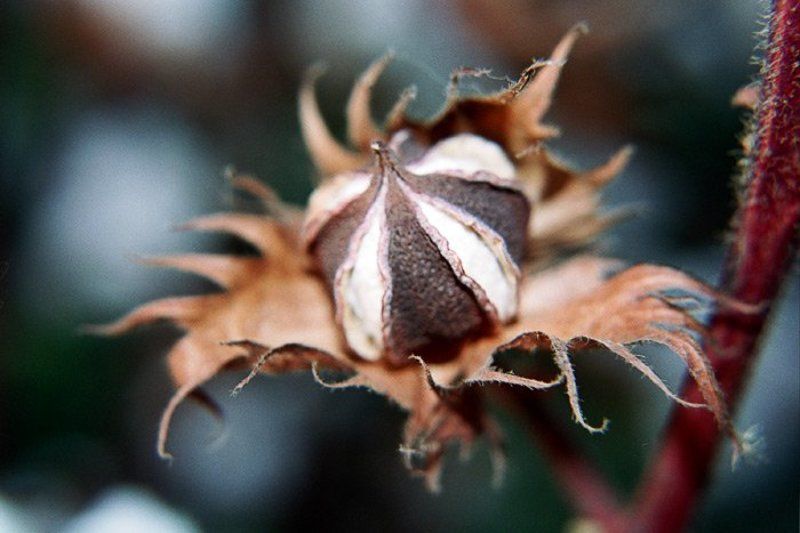 Close up, Хлопок #5 фото превью