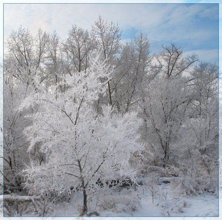 Бурятия, зима, дерево, снег, Олег Шубаров