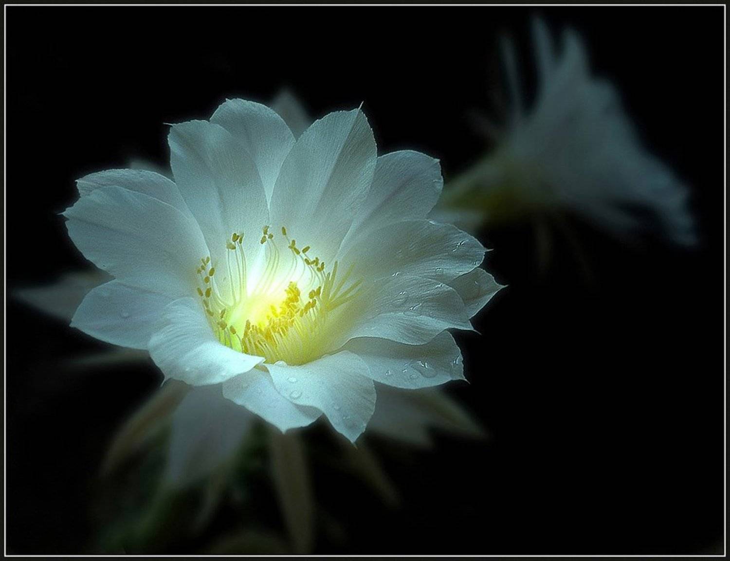 ночь, цветок, кактус, эхинопсис, сказка, Евгений Иванюшенко