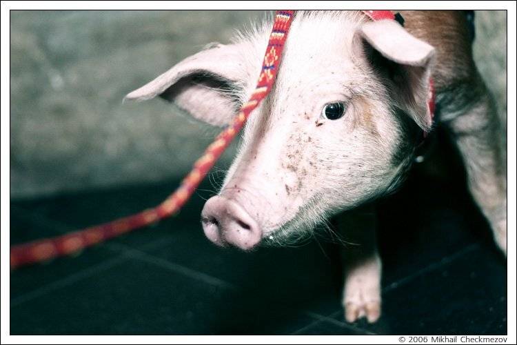 Новый год, поросенок, M_Chec, Михаил Чекмезов