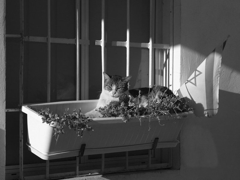 IgalSc, Tel-Aviv, чб На улочках Тель-Авива фото превью