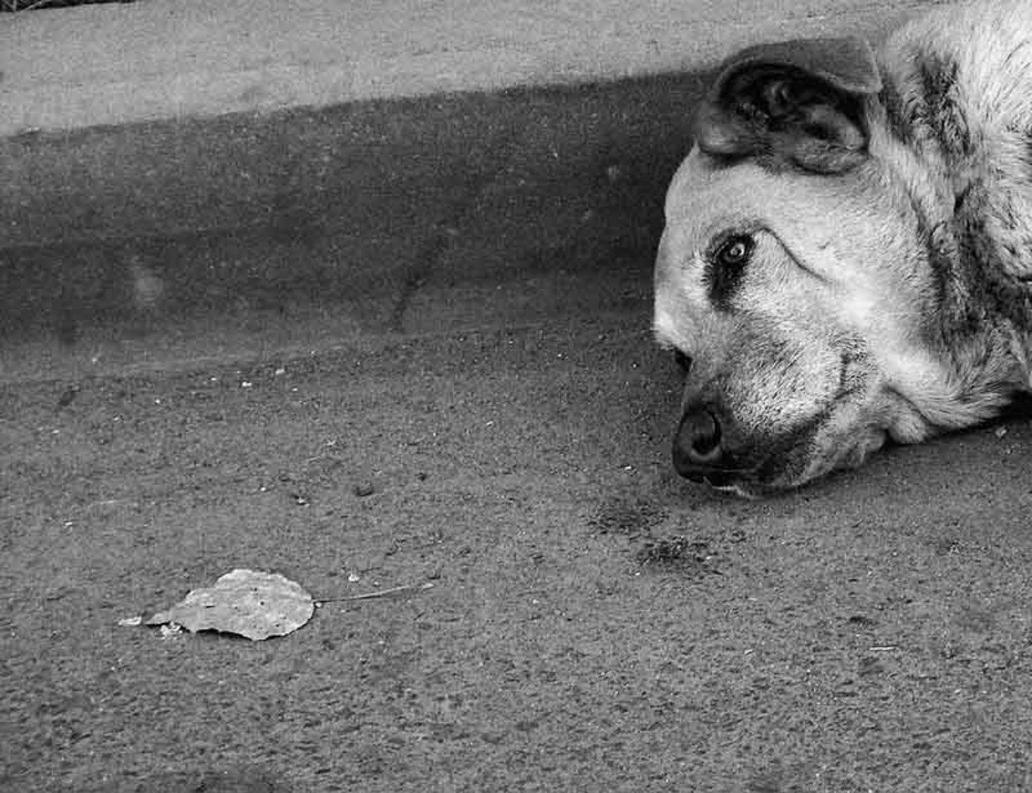 собака,лист, ч\б, RC