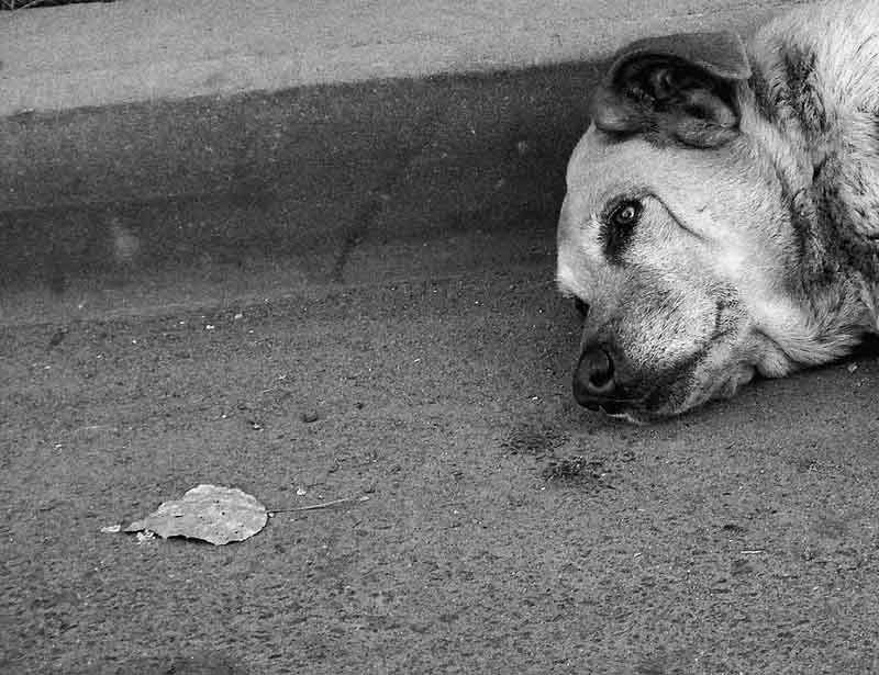 собака,лист, ч\\б Вот и всё... фото превью