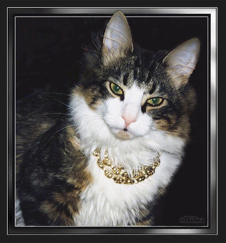 Кот, Филипп Осознание собственного Превосходства фото превью