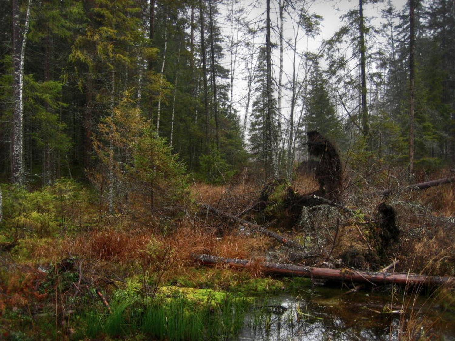 Леший, Владимир Липецких