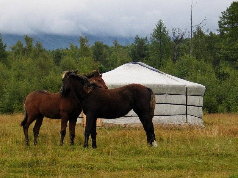 лошадь, горы, туман, кочевник, Олег Шубаров