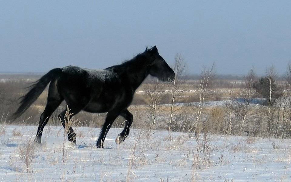 Бурятия, лошадь, степь, снег, Олег Шубаров