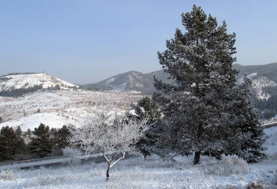Бурятия, дерево, снег, Олег Шубаров