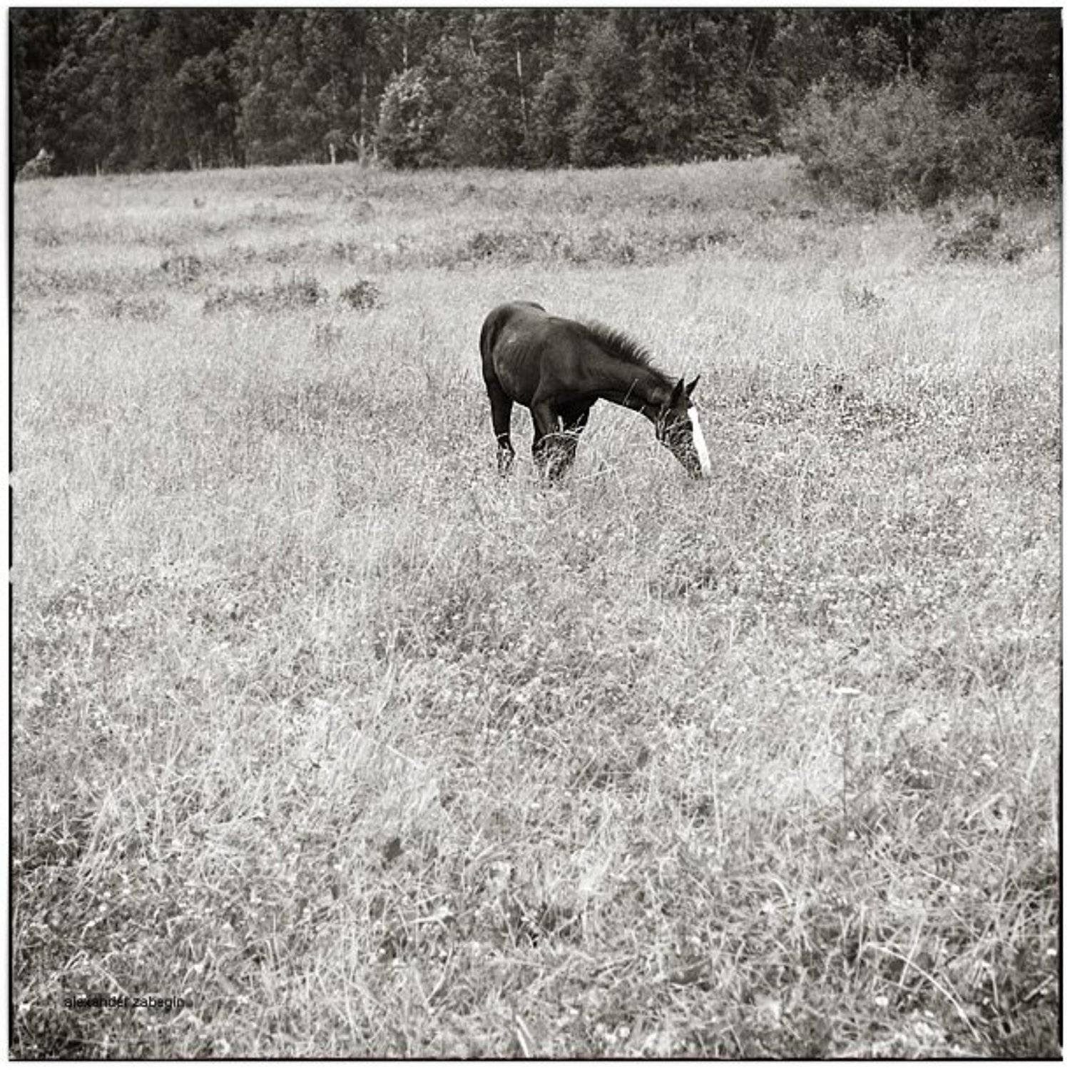 лошадь, лошади, конь, horses, horse, equi, zabegin, Alexander Zabegin