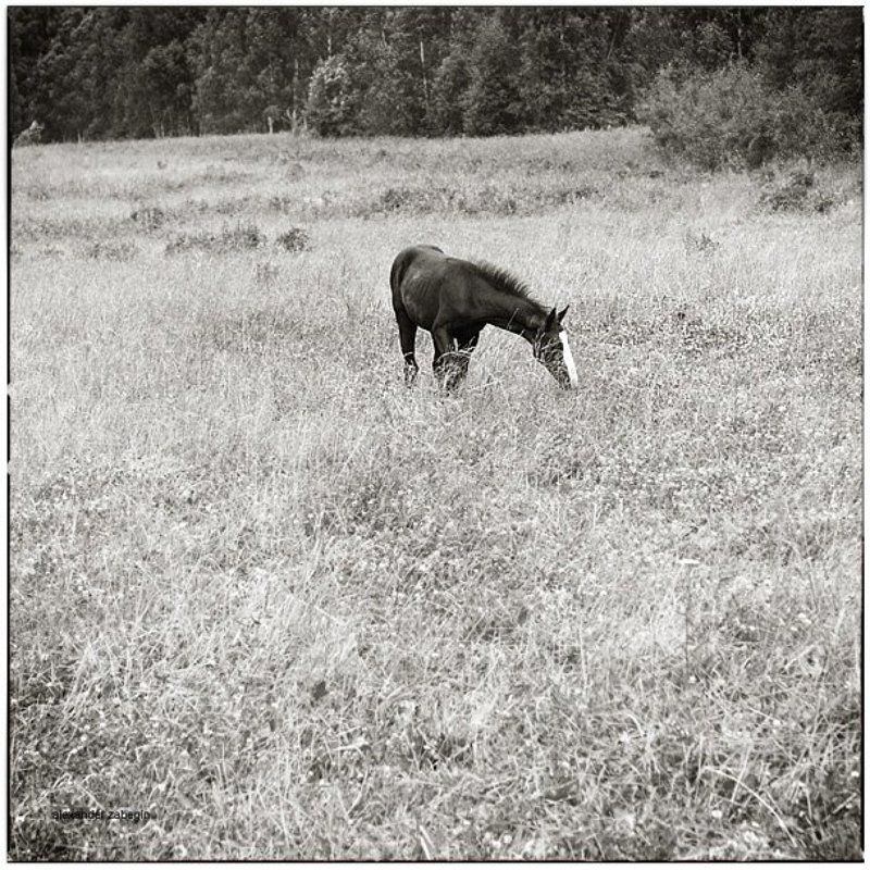 лошадь, лошади, конь, horses, horse, equi, zabegin *** фото превью