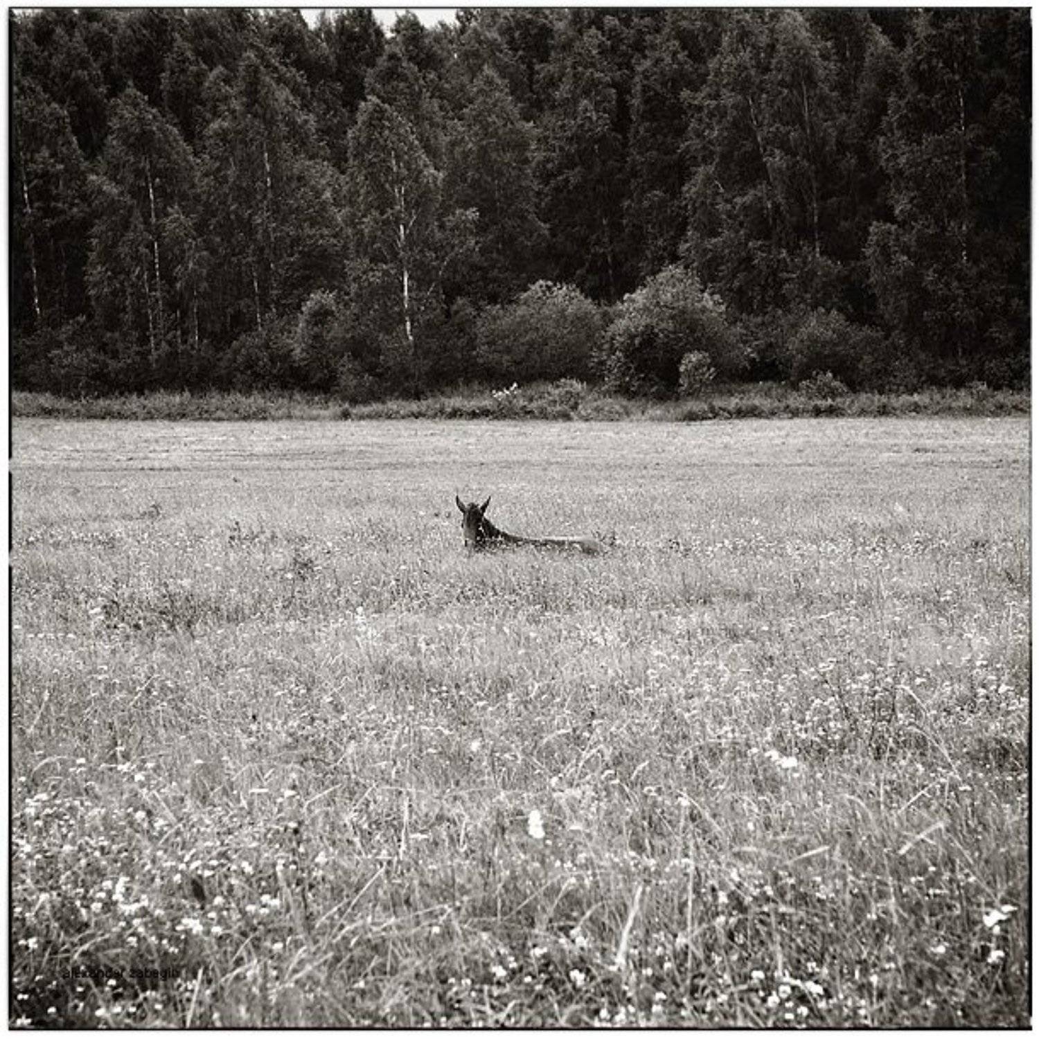 лошадь, лошади, конь, horses, horse, equi, zabegin, Alexander Zabegin