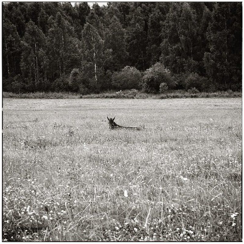 лошадь, лошади, конь, horses, horse, equi, zabegin *** фото превью
