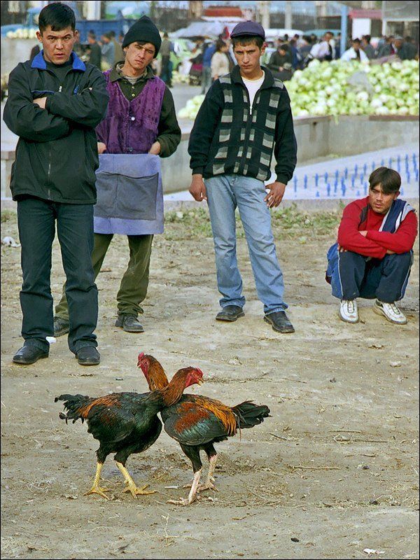 Узбекистан, Ташкент, рынок, петухи. Бойцовые петухи фото превью