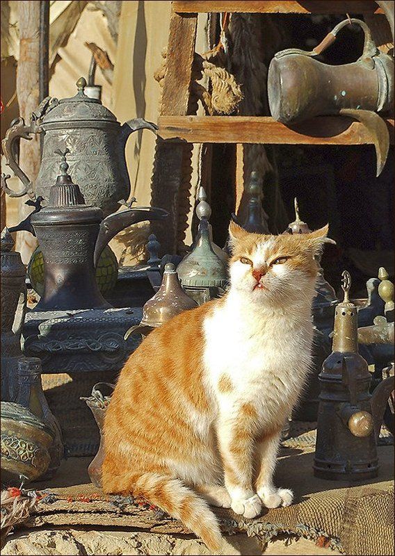 Иордания, окрестности Петры Утомленная солнцем фото превью