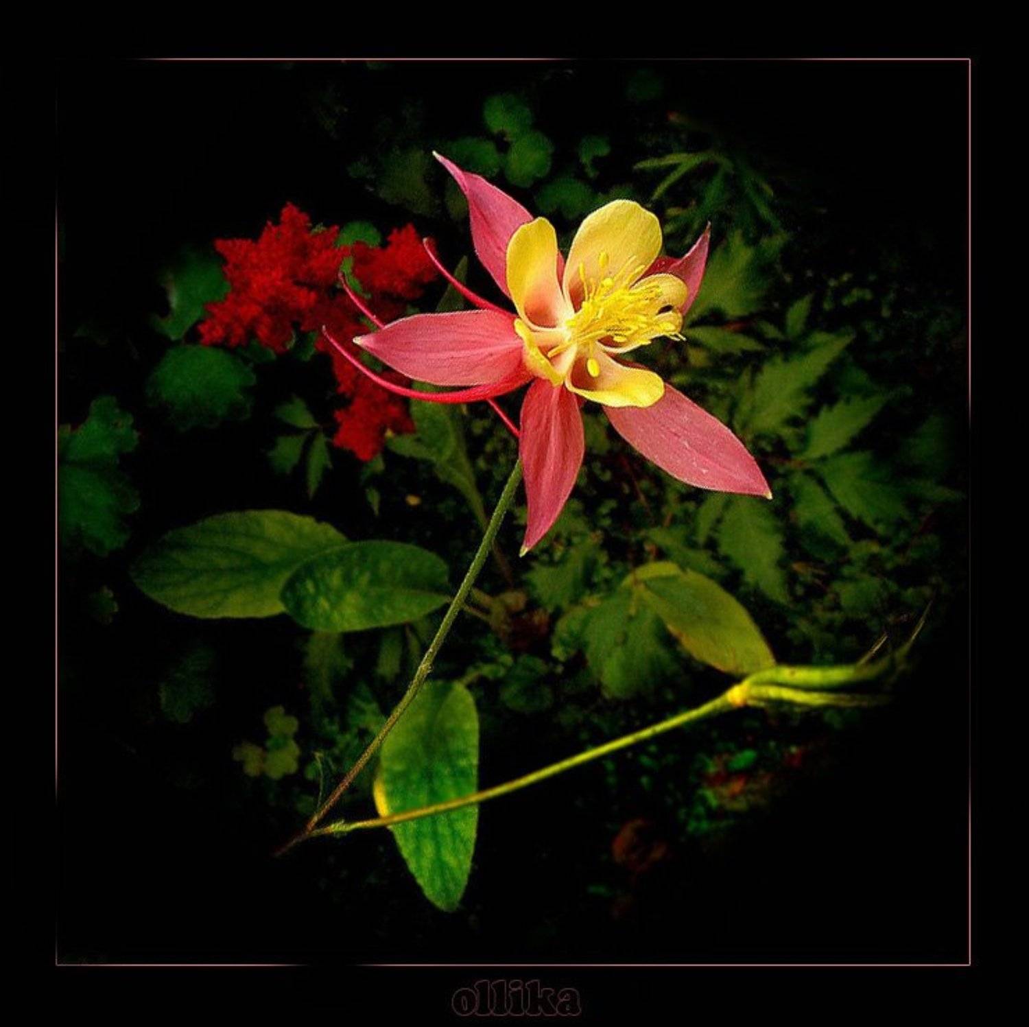 Аквилегия, лето ,дача, ollika